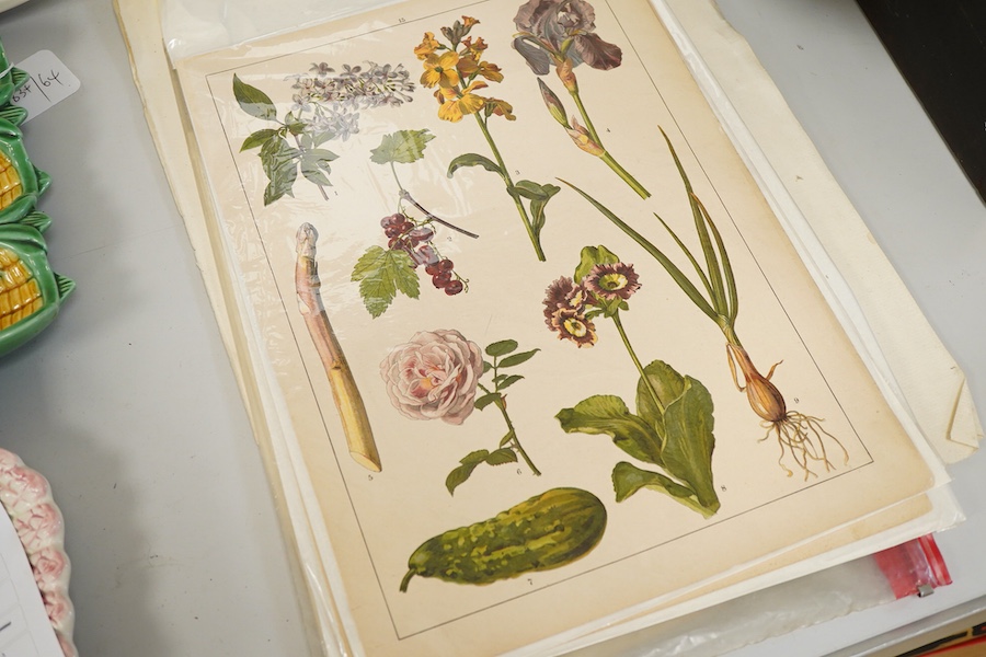 A collection of 18th / 19th century and later botanical and natural history interest prints and engravings to include four engravings of fish, published F P Nodder, 1799 / 1800, an extensive set of beetles and three 19th